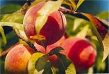 Fruitiers